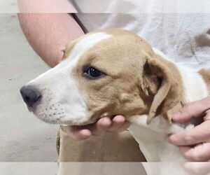 Mutt Dogs for adoption in Canton, CT, USA