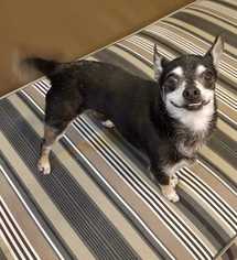 Chihuahua Dogs for adoption in Bronx, NY, USA