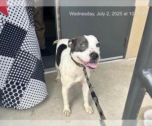 American Pit Bull Terrier-Unknown Mix Dogs for adoption in Ocala, FL, USA