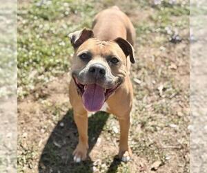 American Pit Bull Terrier-Unknown Mix Dogs for adoption in Aurora, CO, USA