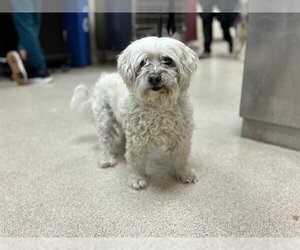 Maltipoo Dogs for adoption in Riverside, CA, USA