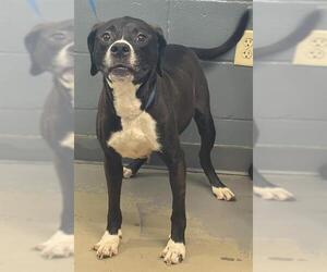American Staffordshire Terrier Dogs for adoption in Tallahassee, FL, USA
