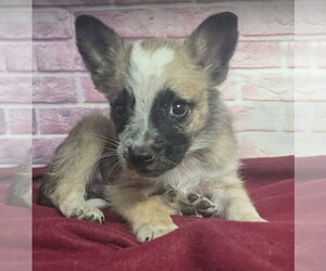 Australian Shepherd-Unknown Mix Dogs for adoption in Lakewood, CO, USA