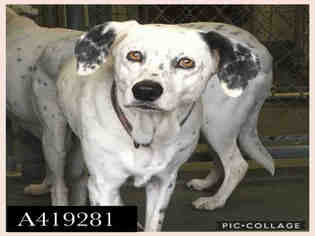 Dalmatian Dogs for adoption in San Antonio, TX, USA