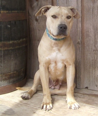 American Pit Bull Terrier Dogs for adoption in Rutledge, TN, USA