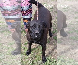Labrador Retriever-Unknown Mix Dogs for adoption in Pipe Creek, TX, USA