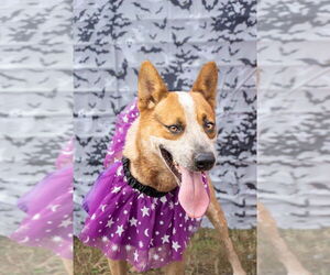 Mutt Dogs for adoption in Abbeville, LA, USA