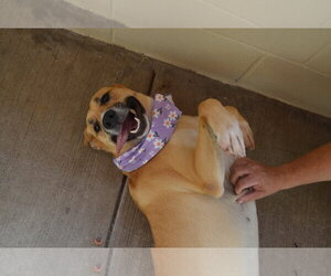 Labrador Retriever-Unknown Mix Dogs for adoption in McKinney, TX, USA