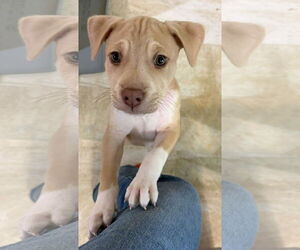 American Pit Bull Terrier-Unknown Mix Dogs for adoption in Derwood, MD, USA
