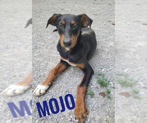 German Pinscher Dogs for adoption in Rutledge, TN, USA