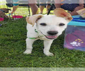 Shepradors Dogs for adoption in Fort Walton Beach, FL, USA
