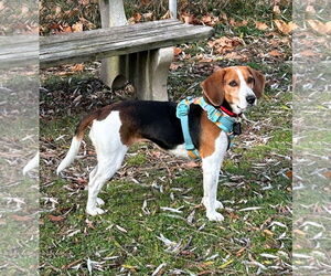 Mutt Dogs for adoption in Shelburne, VT, USA
