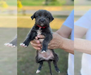 Labrador Retriever-Unknown Mix Dogs for adoption in Orlando, FL, USA