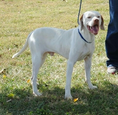 Medium Photo #1 Pointer Puppy For Sale in Ellsworth, ME, USA