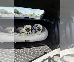 Pug Dogs for adoption in Pacifica, CA, USA