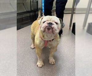 Bulldog Dogs for adoption in Tracy, CA, USA