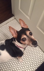 Rat Terrier Dogs for adoption in Raytown, MO, USA