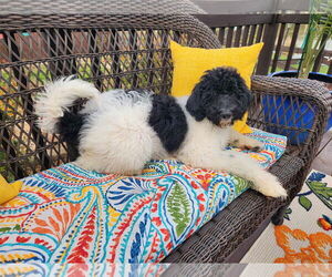 Poodle (Standard) Dogs for adoption in Scottsboro, AL, USA