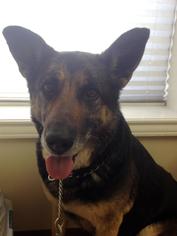 German Shepherd Dog Dogs for adoption in Tomball, TX, USA