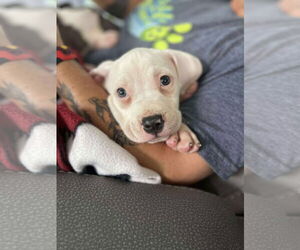 American Pit Bull Terrier-Unknown Mix Dogs for adoption in Derwood, MD, USA