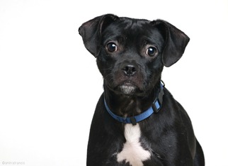 Buggs Dogs for adoption in Eden Prairie, MN, USA