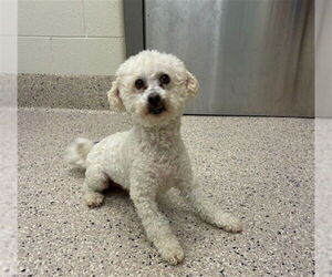 Bichon Frise Dogs for adoption in Brighton, CO, USA
