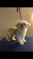 Shih Tzu Dogs for adoption in Kent, OH, USA