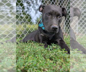 American Pit Bull Terrier-Unknown Mix Dogs for adoption in Kewanee, IL, USA