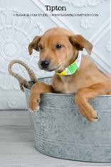 Medium Photo #1 Border Collie-Unknown Mix Puppy For Sale in Littleton, CO, USA