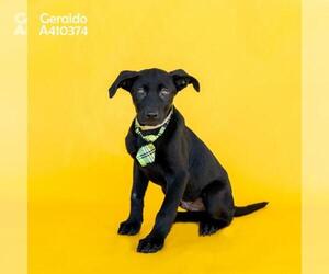 Labrador Retriever-Unknown Mix Dogs for adoption in Conroe, TX, USA