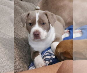 American Pit Bull Terrier-American Staffordshire Terrier Mix Dogs for adoption in Oakhurst, NJ, USA