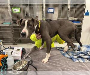 American Staffordshire Terrier Dogs for adoption in Rosenberg, TX, USA