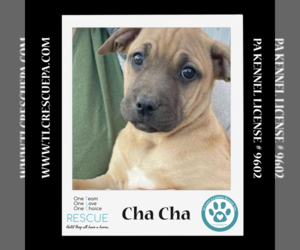 Boxador Dogs for adoption in Kimberton, PA, USA