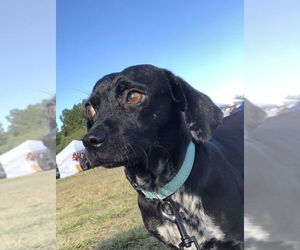 Daug Dogs for adoption in San Diego, CA, USA