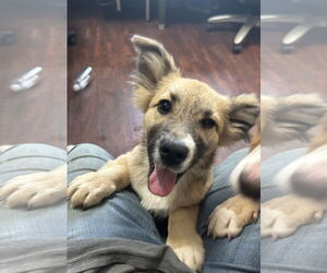 Pembroke Welsh Corgi-Unknown Mix Dogs for adoption in Rockaway, NJ, USA