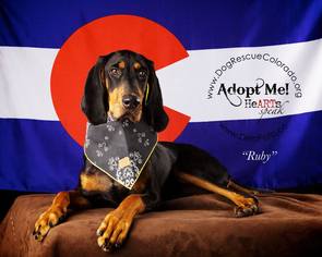 Medium Photo #1 Black and Tan Coonhound Puppy For Sale in Aurora, CO, USA