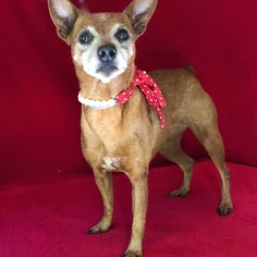 Miniature Pinscher Dogs for adoption in Barre, MA, USA