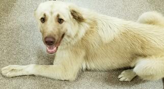 Great Pyrenees Dogs for adoption in Nicholasville, KY, USA