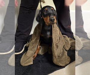 Doberman Pinscher Dogs for adoption in Buffalo, MN, USA