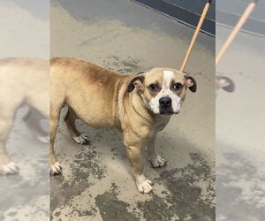 Bulldog-Unknown Mix Dogs for adoption in Tallahassee, FL, USA