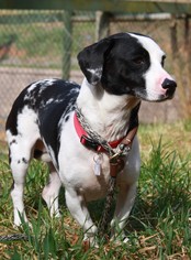 Basschshund Dogs for adoption in Lovingston, VA, USA