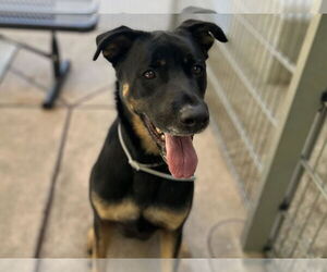 Labrottie Dogs for adoption in Martinez, CA, USA