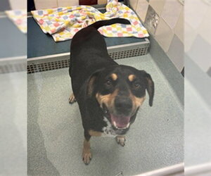 Treeing Walker Coonhound-Unknown Mix Dogs for adoption in Plano, TX, USA