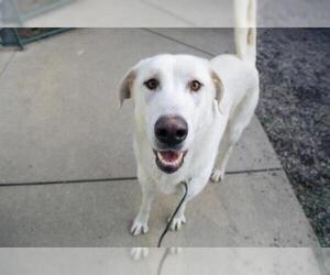 Great Pyrenees Dogs for adoption in Santa Rosa, CA, USA