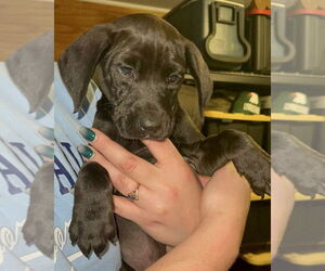 Labrador Retriever-Unknown Mix Dogs for adoption in Brewster, NY, USA