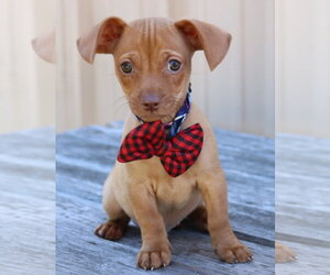 Chiweenie Dogs for adoption in Bandera, TX, USA