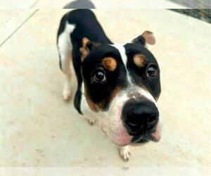 American Pit Bull Terrier Dogs for adoption in Charlotte, NC, USA