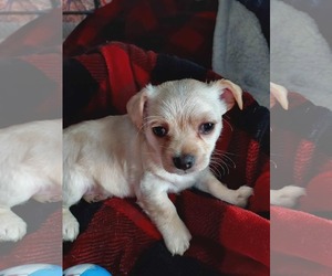 Cairn Terrier-Unknown Mix Dogs for adoption in Arlington, WA, USA