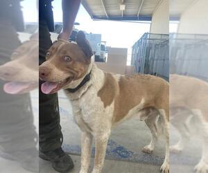 American Pit Bull Terrier Dogs for adoption in Bakersfield, CA, USA