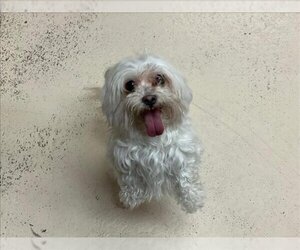 Poodle (Miniature)-Unknown Mix Dogs for adoption in Rancho Cucamonga, CA, USA